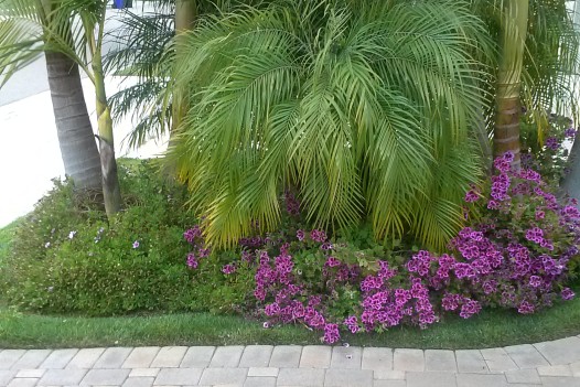 Can you name the flowers?